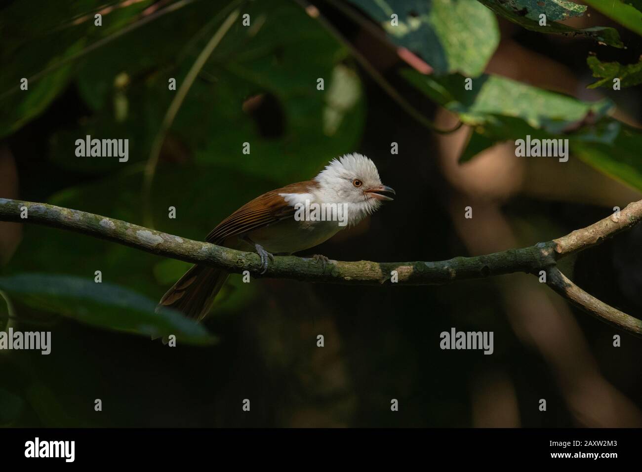 White-hooded babbler, Gampsorhynchus rufulus, Dehing Dehing Patkai Wildlife Sanctuary, Assam, India Stock Photo