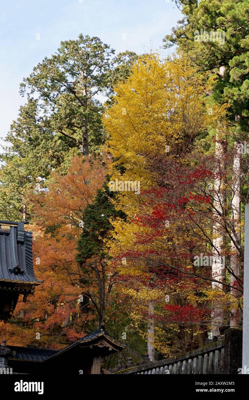Colourful trees in autumn at Nikko, Japan shot on 60 megapixel camera ...