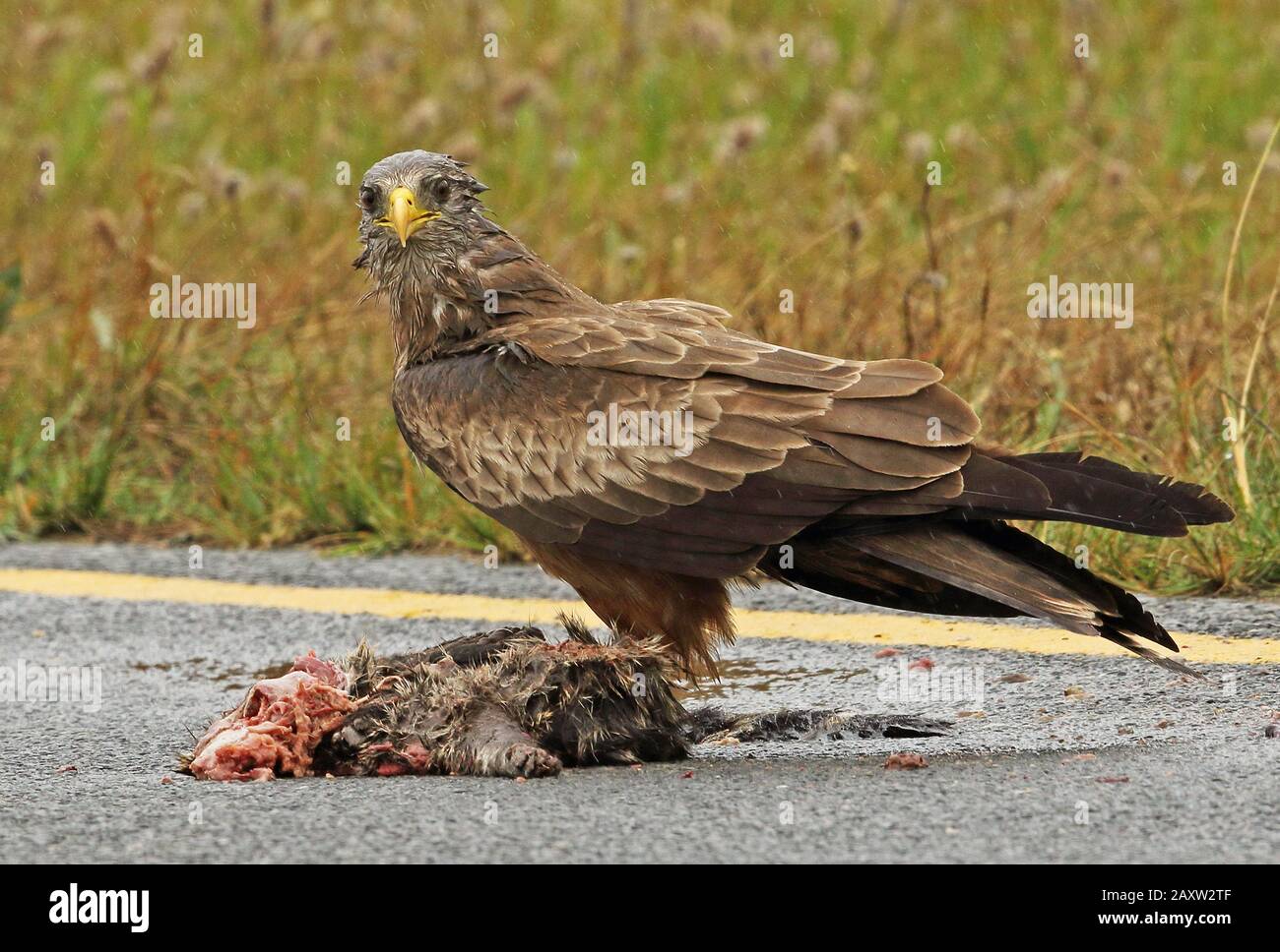 Yellow-billed Kite (Milvus parasitus) adult feeding on road kill in the rain  Western Cape, South Africa          November Stock Photo