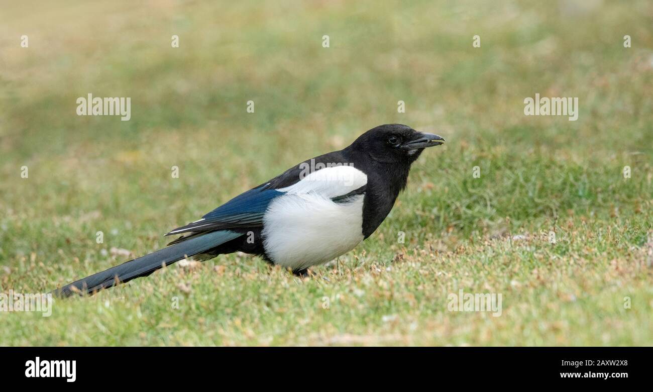 Eurasian magpie or common magpie, Pica pica, Ladakh, Jammu and Kashmir, India Stock Photo
