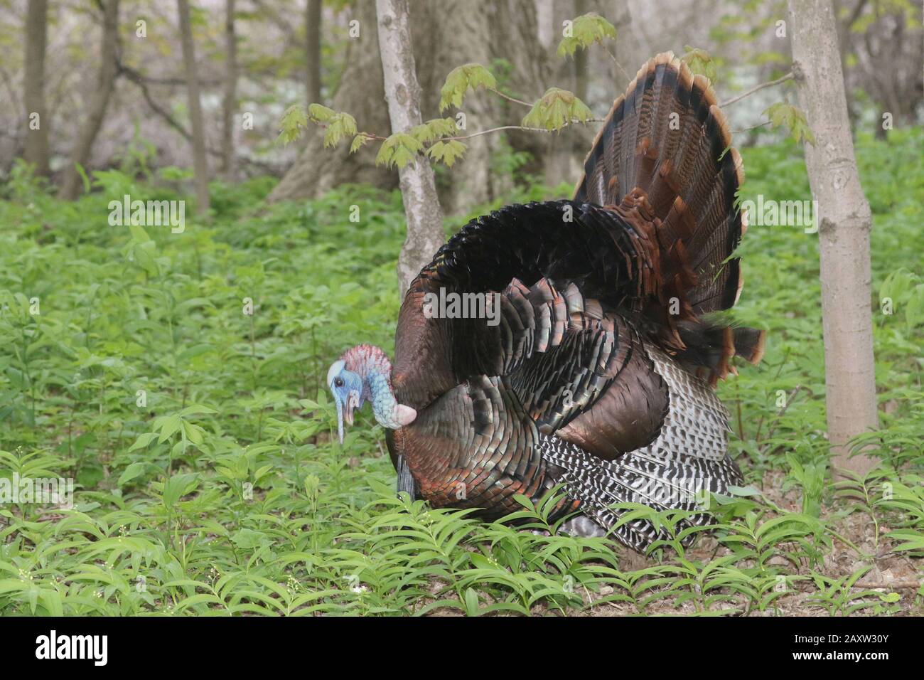 Wild Turkey male displaying Stock Photo Alamy