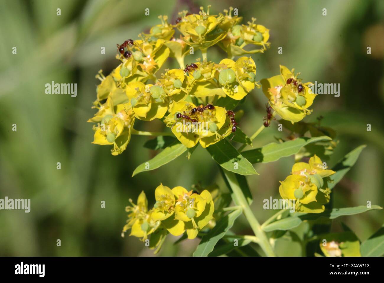 Ants on a flower Stock Photo