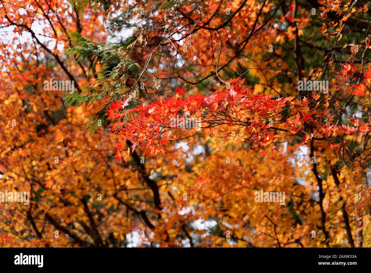 Colourful trees in autumn at Nikko, Japan shot on 60 megapixel camera. Stock Photo