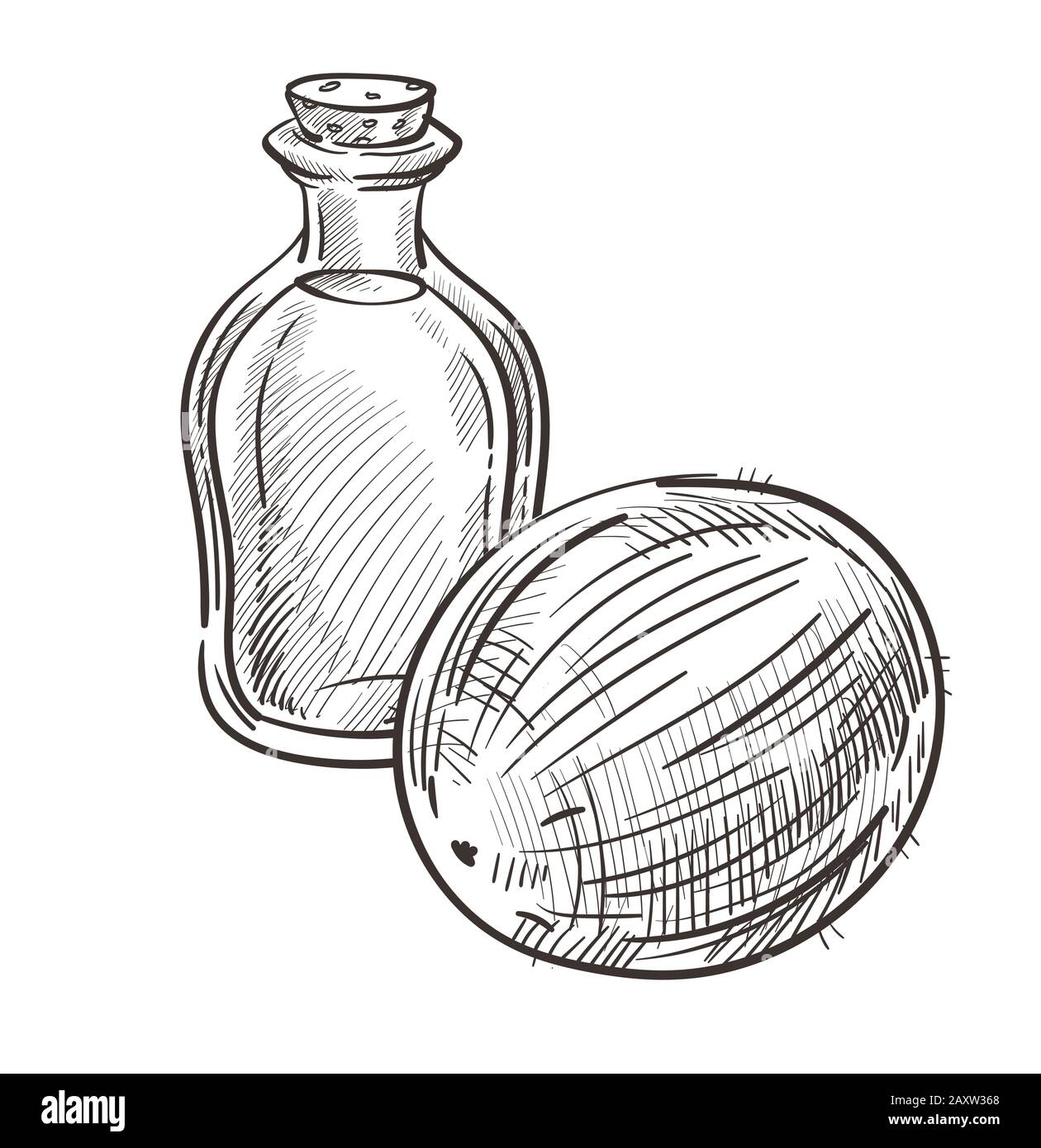 Is the edible fruit of the coconut palm Stock Vector Images Alamy