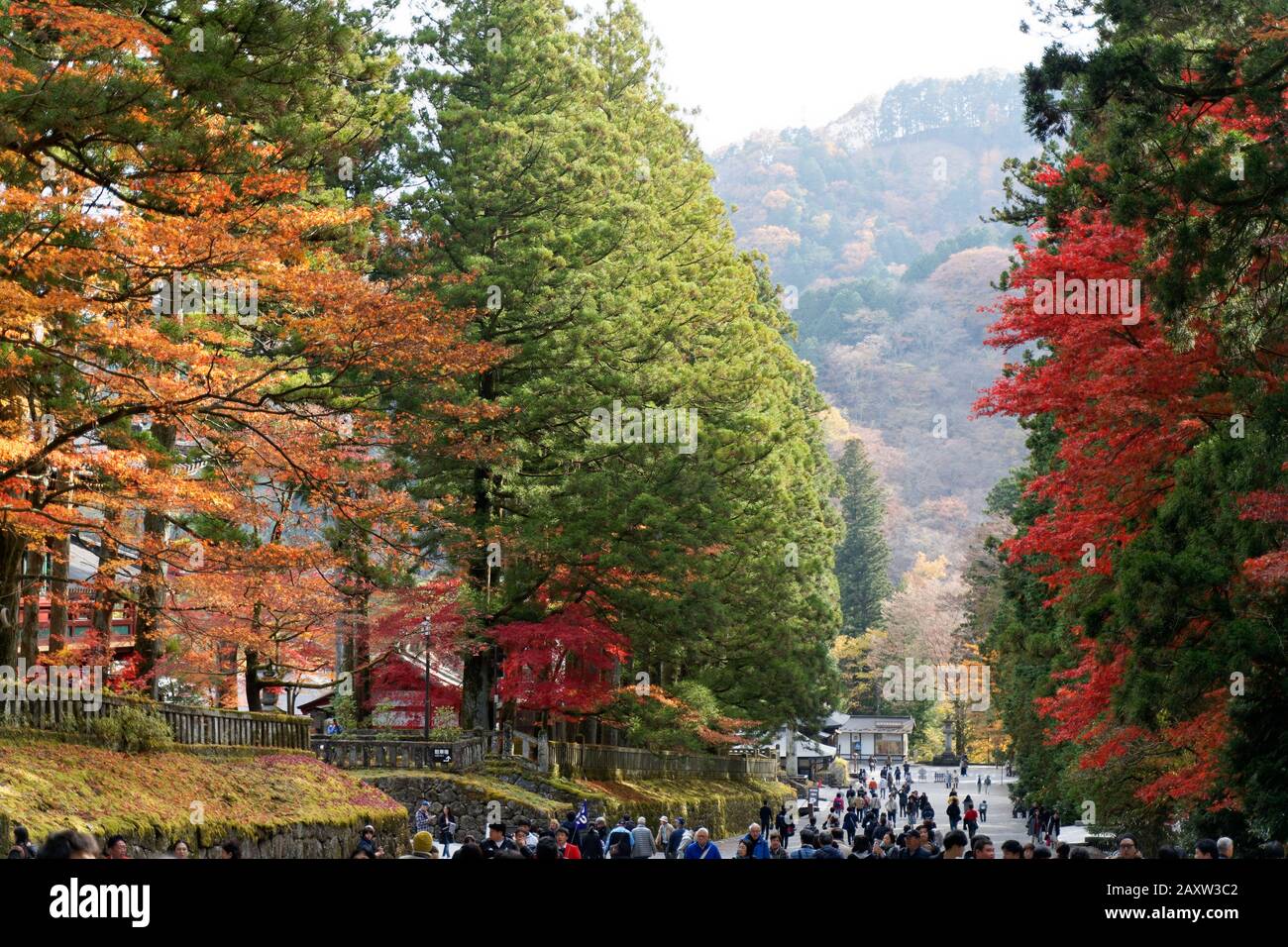 Colourful trees in autumn at Nikko, Japan shot on 60 megapixel camera ...