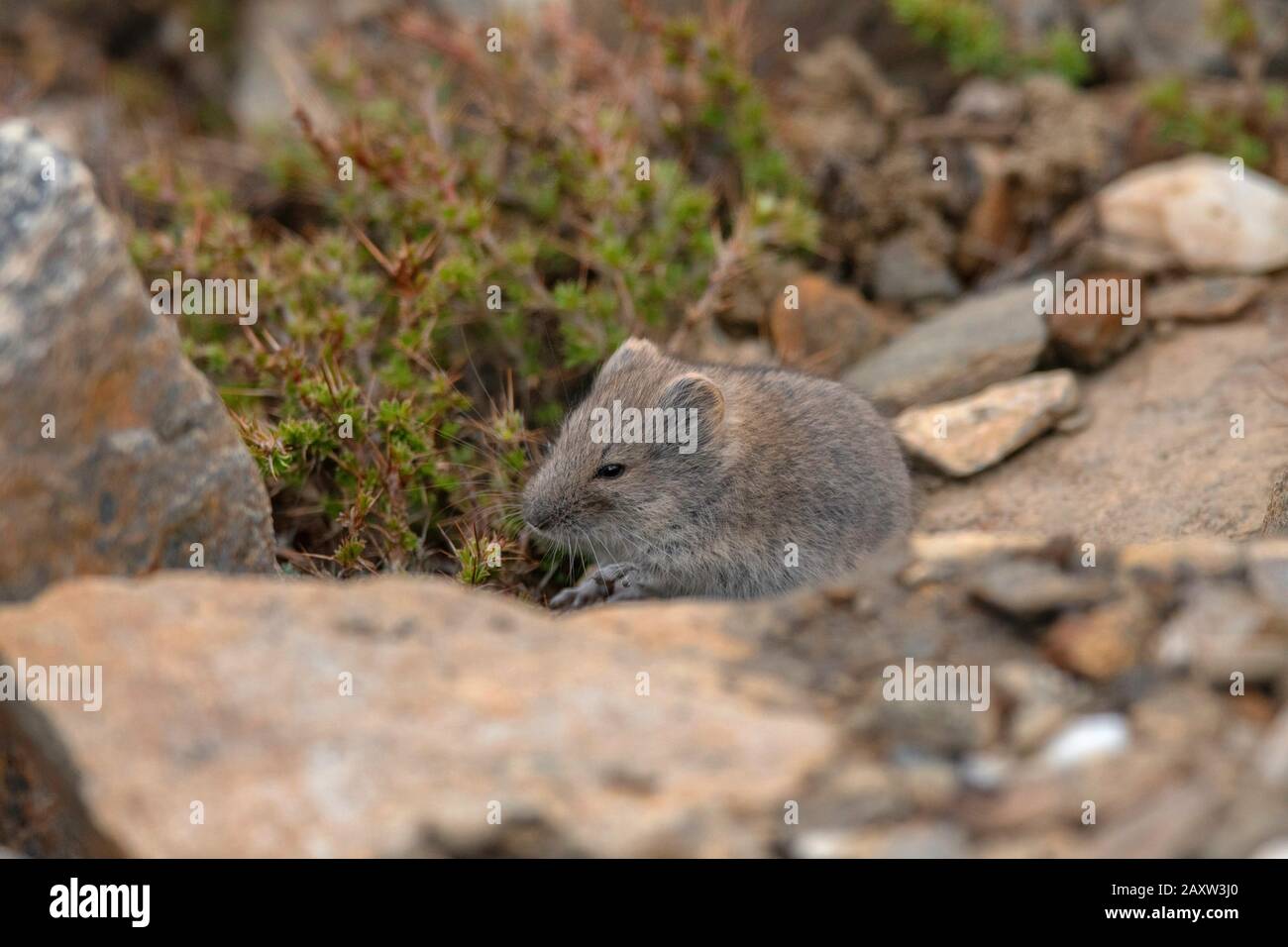 Silver mountain vole, Alticola argentatus, Ladakh, Jammu and Kashmir, India Stock Photo