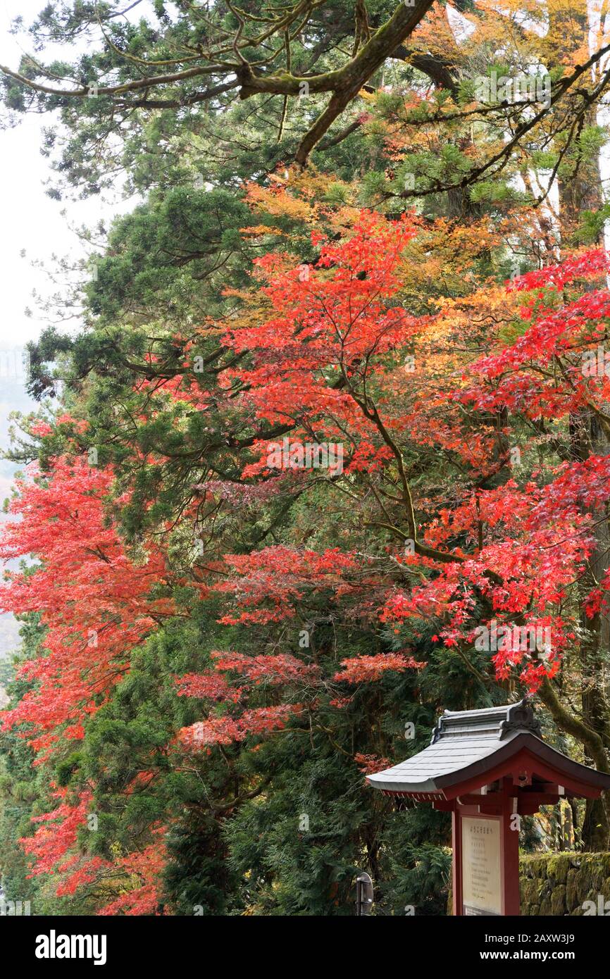 Colourful trees in autumn at Nikko, Japan shot on 60 megapixel camera ...
