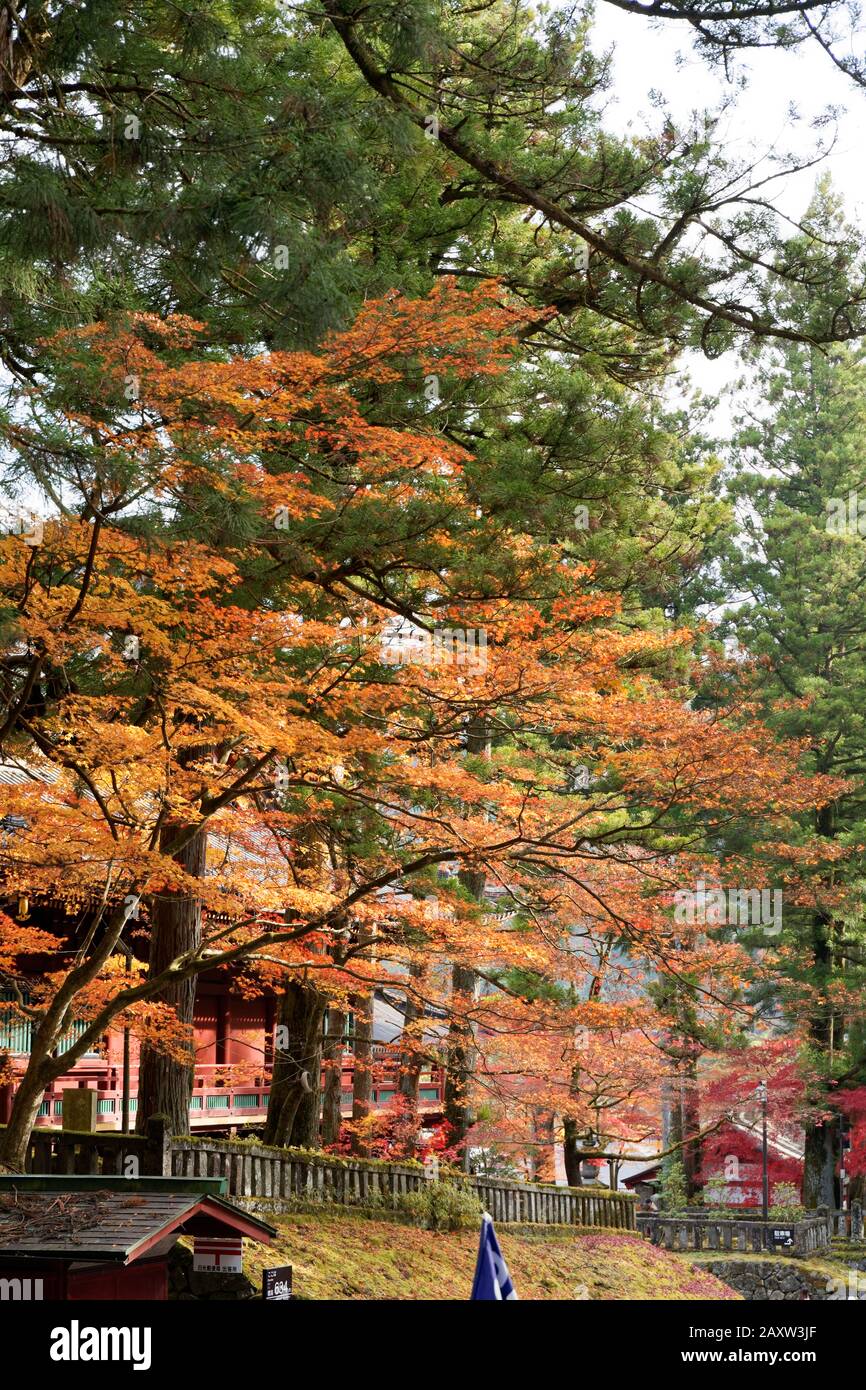 Colourful trees in autumn at Nikko, Japan shot on 60 megapixel camera ...