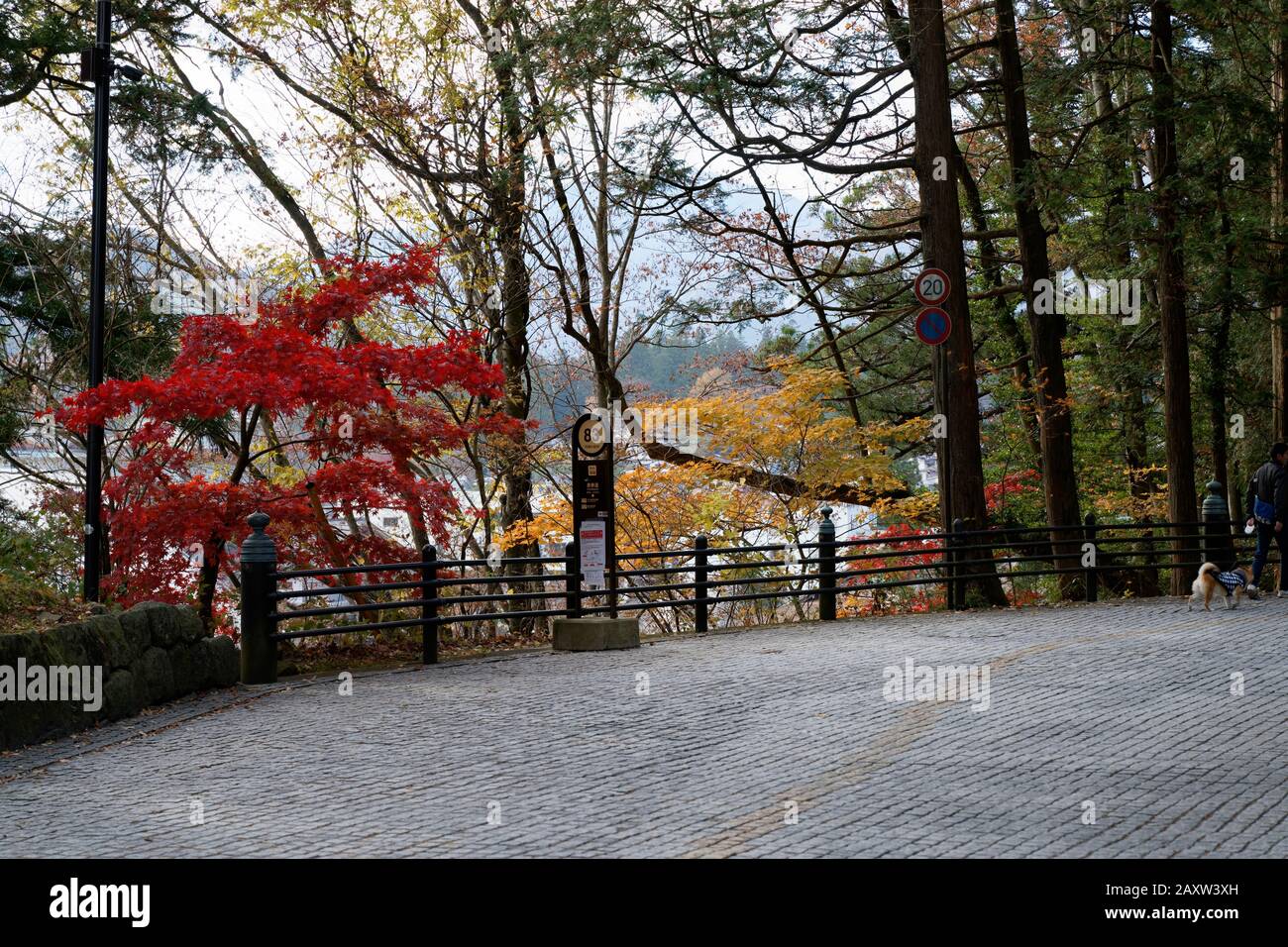Colourful trees in autumn at Nikko, Japan shot on 60 megapixel camera ...
