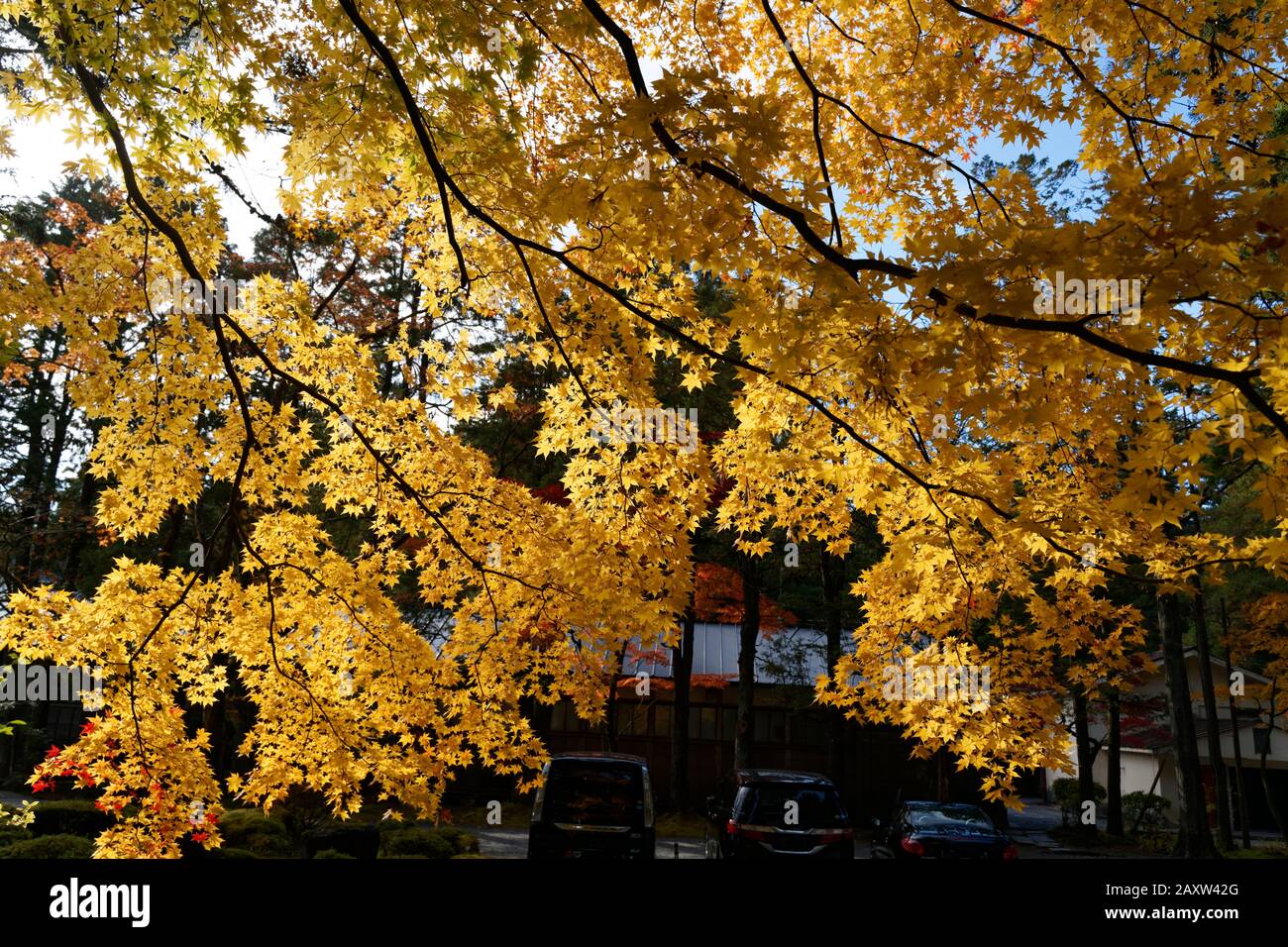 Colourful trees in autumn at Nikko, Japan shot on 60 megapixel camera ...