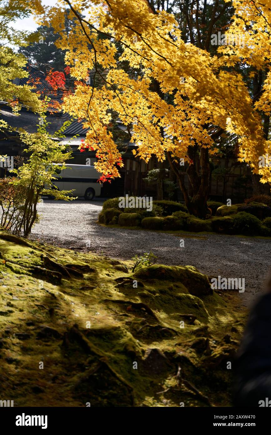 Colourful trees in autumn at Nikko, Japan shot on 60 megapixel camera ...