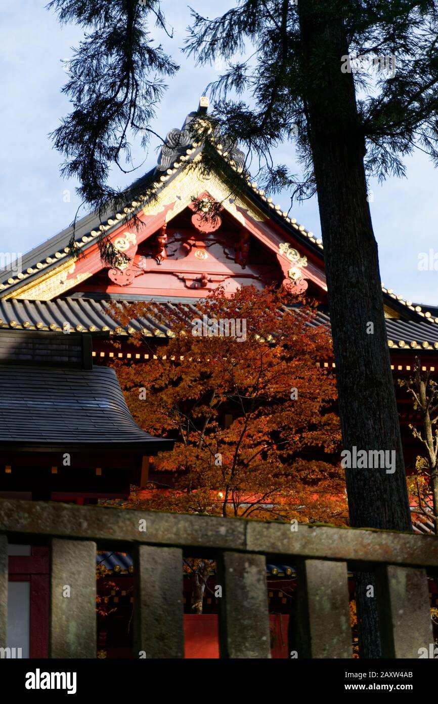 Colourful trees in autumn at Nikko, Japan shot on 60 megapixel camera ...