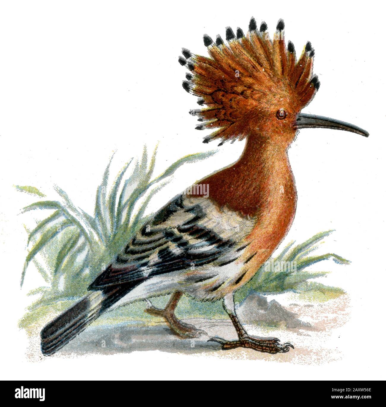 Eurasian hoopoe Upupa epops,  (, ) Stock Photo