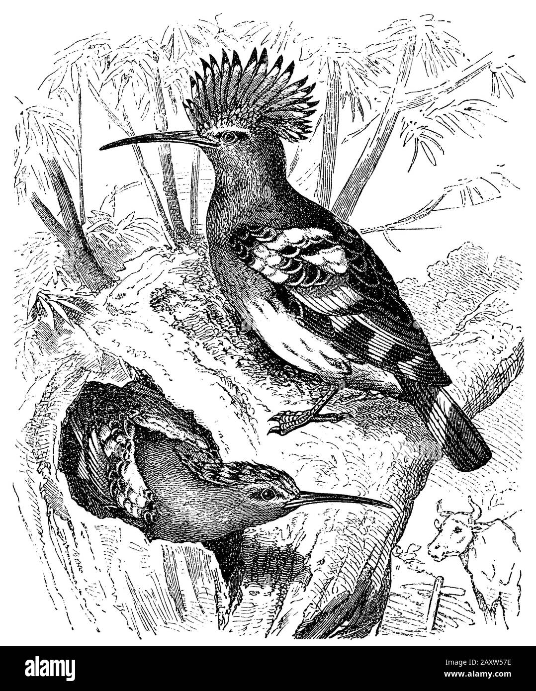 Eurasian hoopoe, Upupa epops,  (encyclopedia, 1893) Stock Photo
