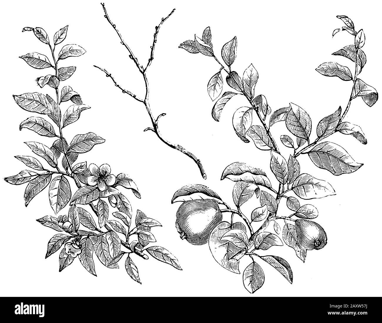 Quince, Cydonia oblonga,  (garden book, 1877) Stock Photo