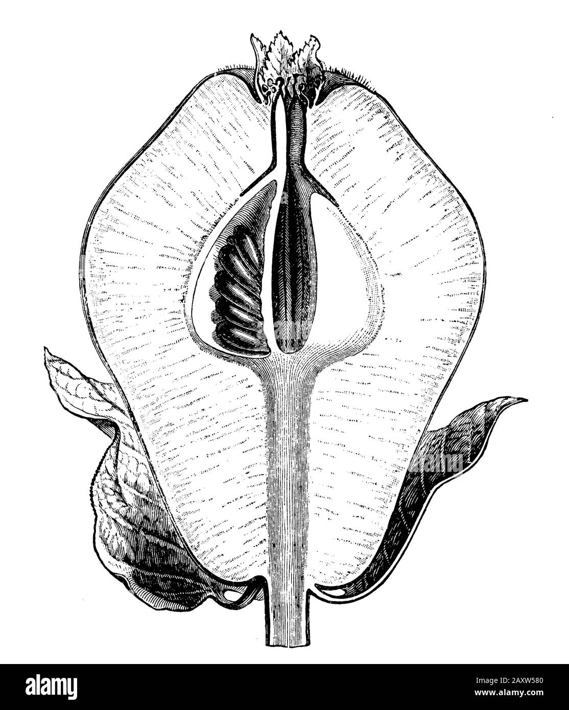 Cydonia: The base and stem of the flower are involved in the formation of the fruit:  longitudinal section through the fruit, Cydonia oblonga,  (botany book, 1905) Stock Photo