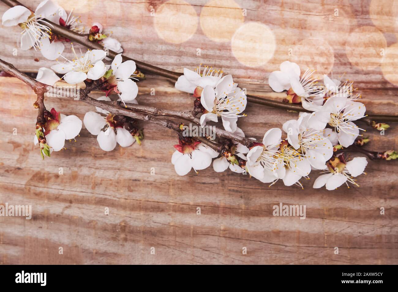 Beautiful cherry blossom border hi-res stock photography and images - Alamy