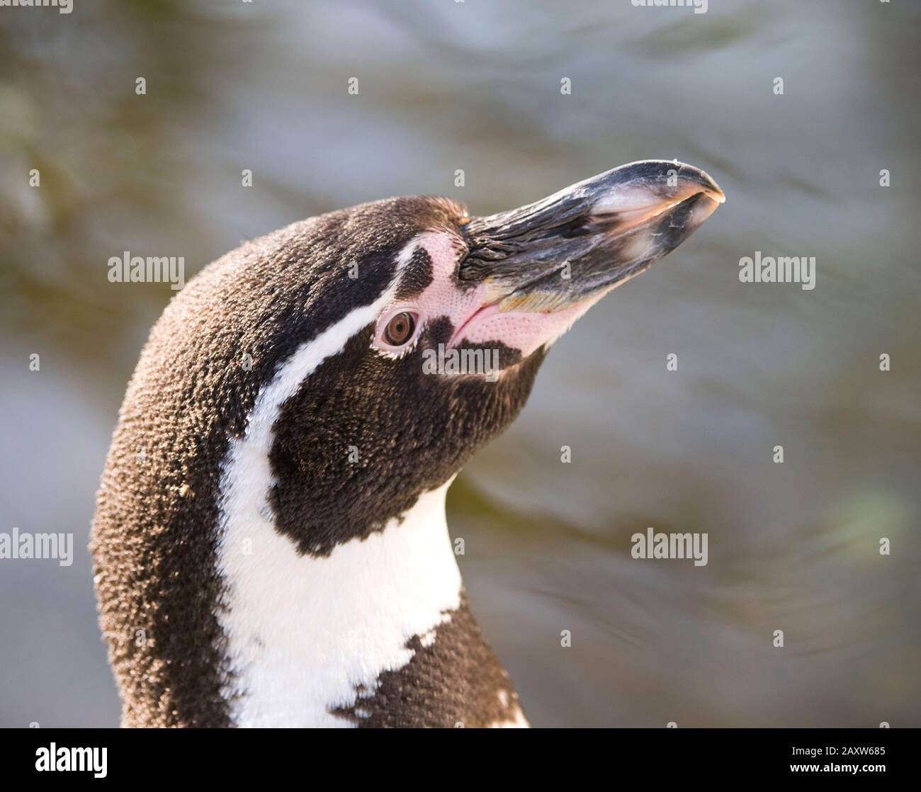Head of Humboldt penguin - Spheniscus humboldti Stock Photo