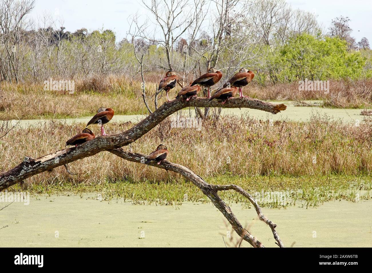 Blackbellied Whistling ducks; sitting in tree, black; brown; nature