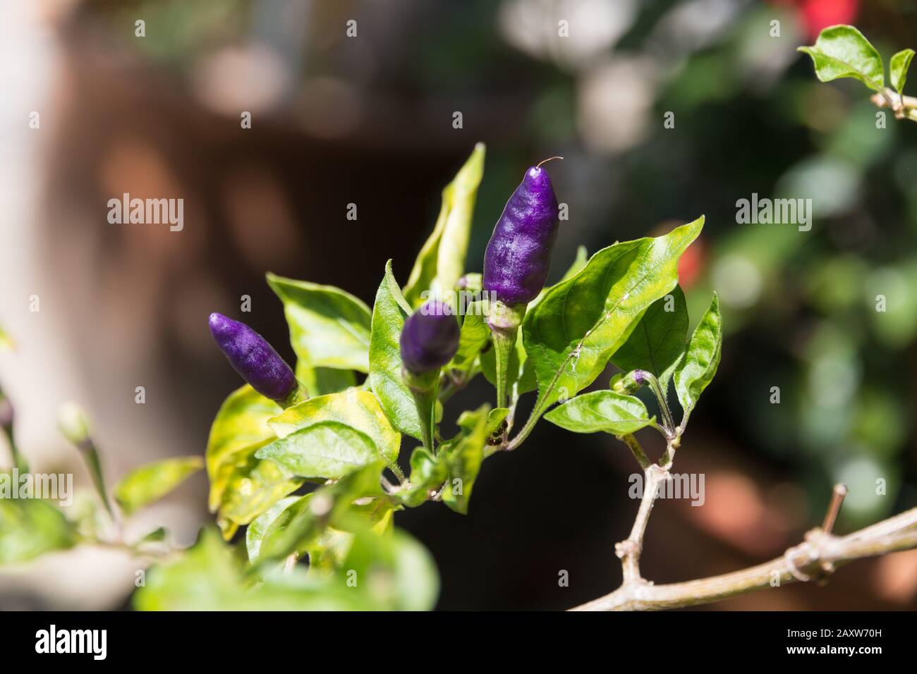 Lovely close-up view of organic purple chili peppers (Capsicum frutescens) grown in a garden in Malaysia. It is used extensively in the South Asian... Stock Photo