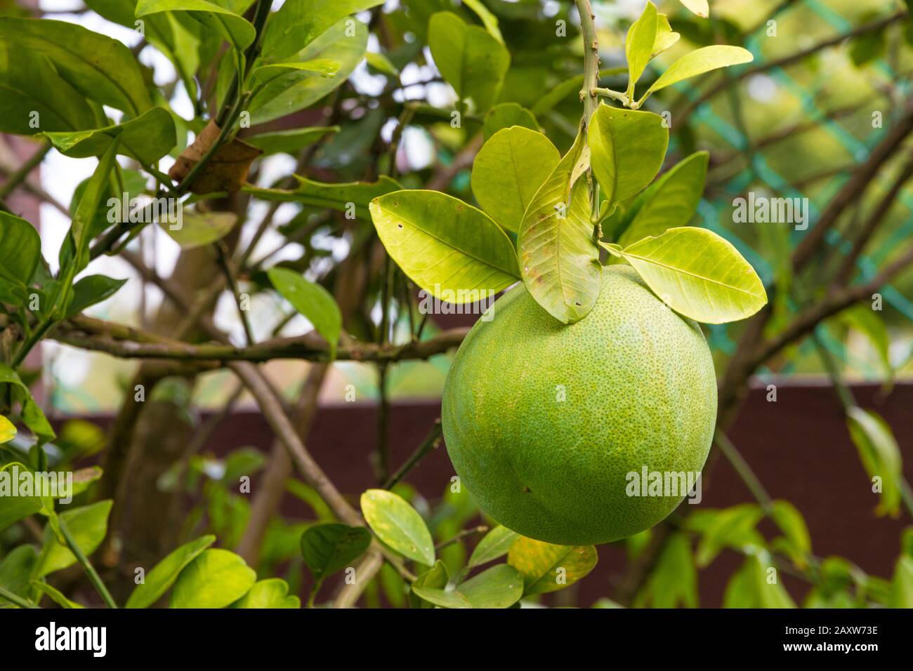 Nice closeup view of a organically grown pomelo fruit (Citrus maxima