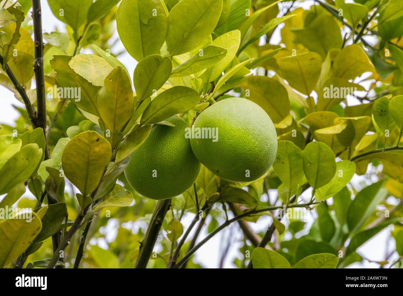 Great closeup view of two pomelo fruits (Citrus maxima), organically