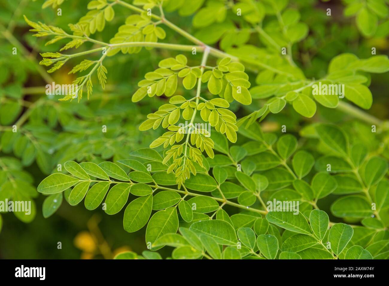 Great close-up view of moringa leaves (Moringa oleifera) taken from a garden in Malaysia, Southeast Asia. The leaves can be cooked and eaten or dried... Stock Photo