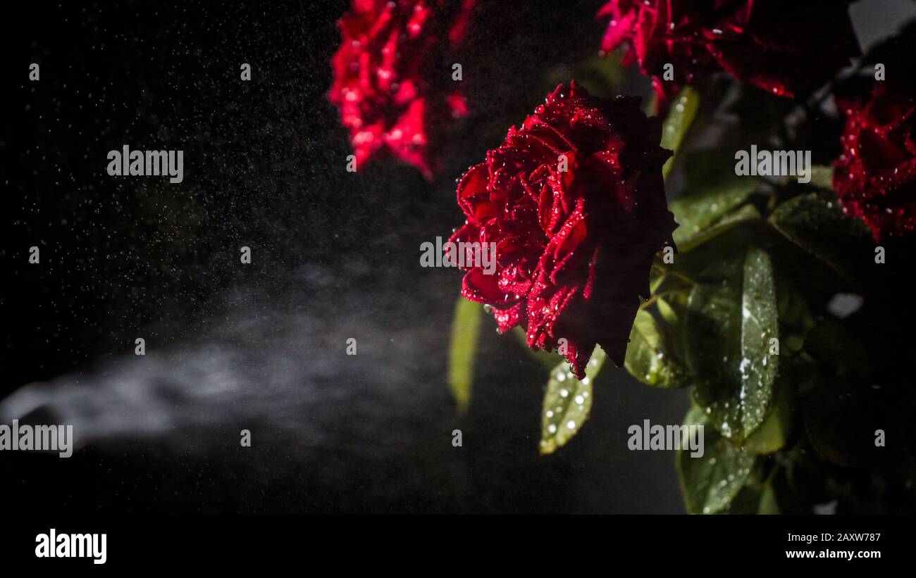 Red Rose with water spray shower. Closeup of water drops on rose petals  Stock Photo - Alamy