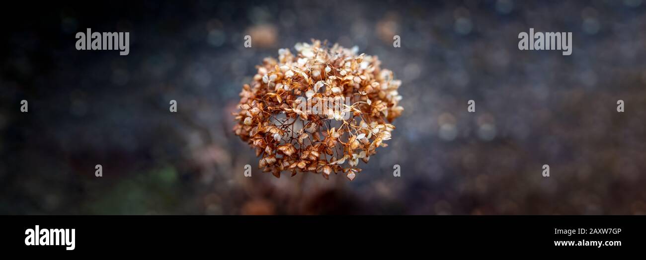 abstract dried plant closeup Stock Photo