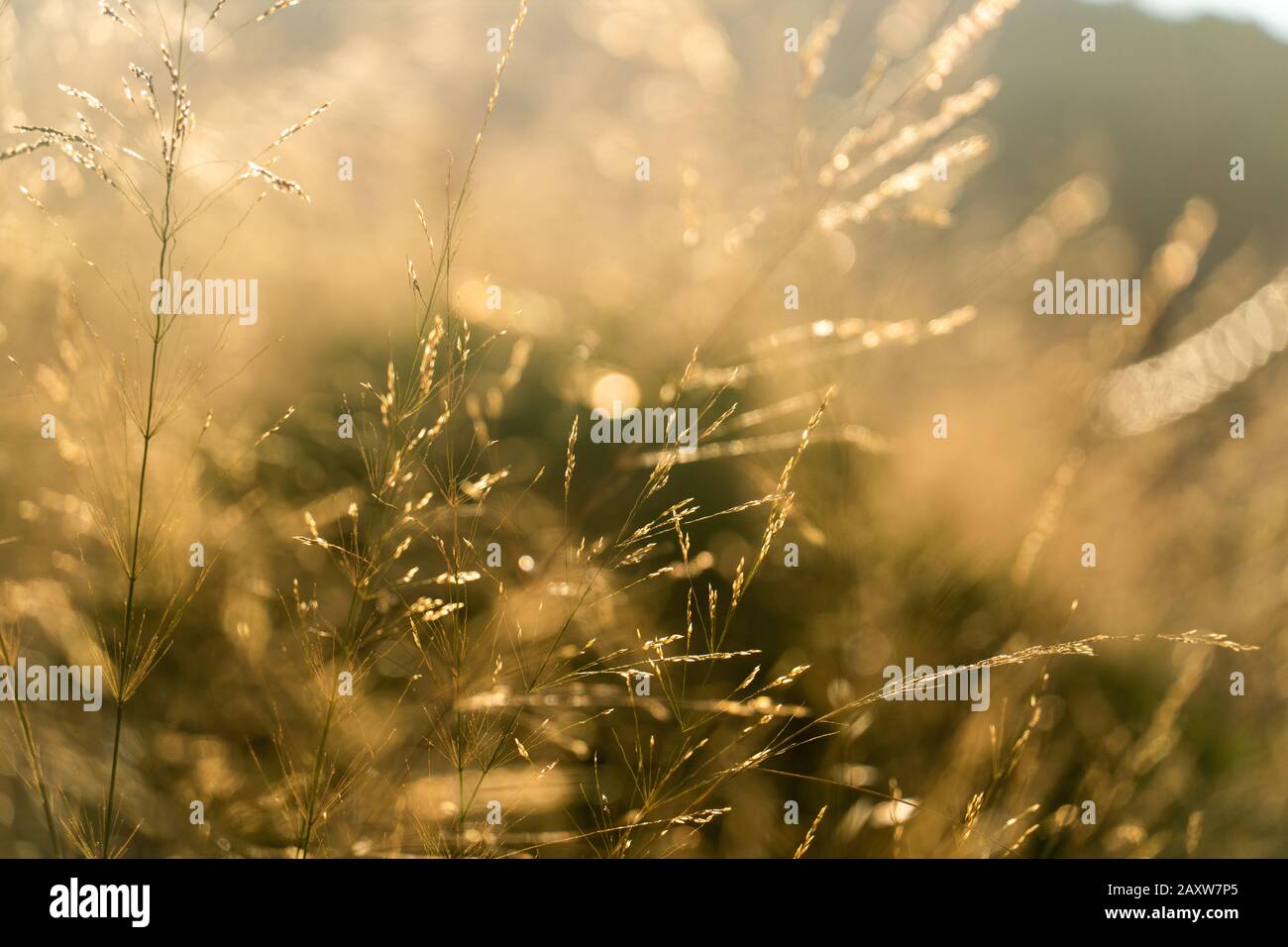 common reed in the sun Stock Photo - Alamy