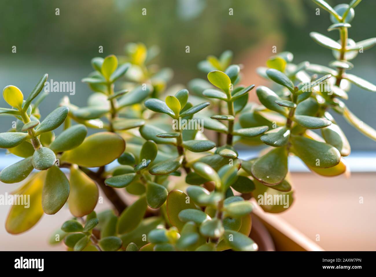 crassula indoor plant in the sun, money tree Stock Photo - Alamy