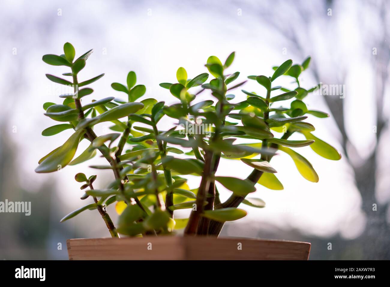crassula indoor plant in the sun, money tree Stock Photo