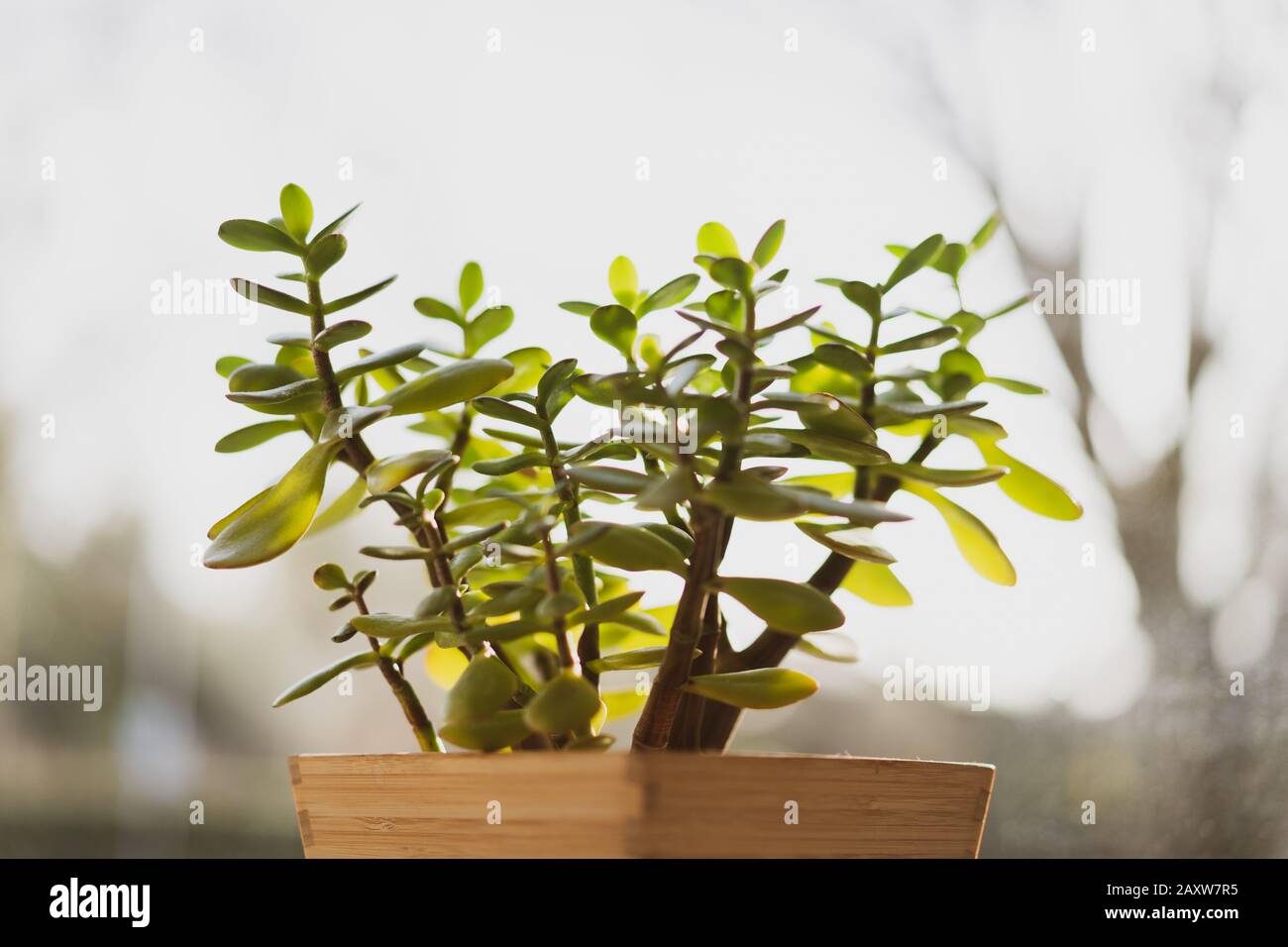 crassula indoor plant in the sun, money tree Stock Photo