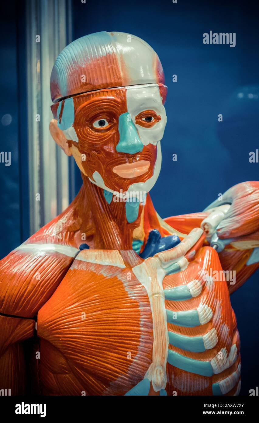 Human internal organs dummy, training dummy, detail of the uscular ...