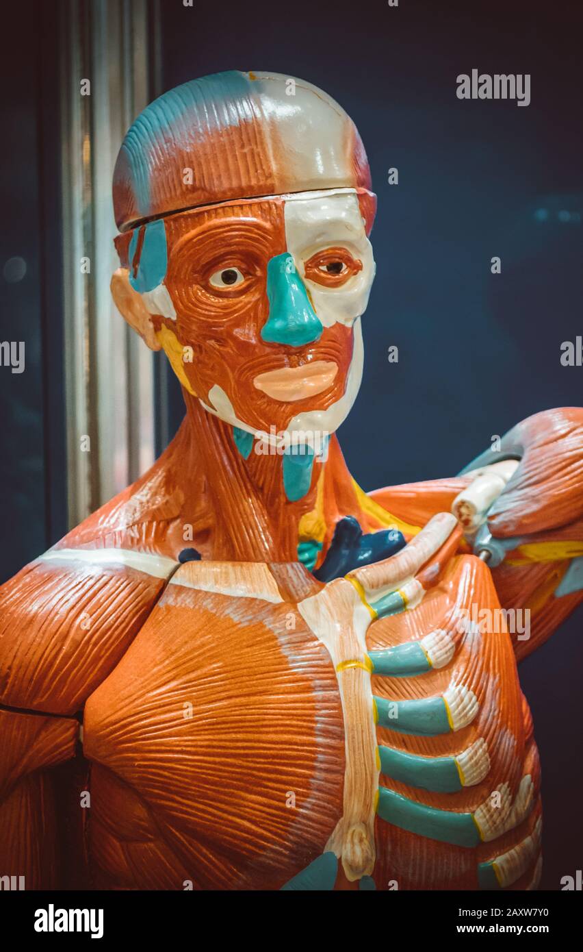 Human internal organs dummy, training dummy, detail of the uscular ...