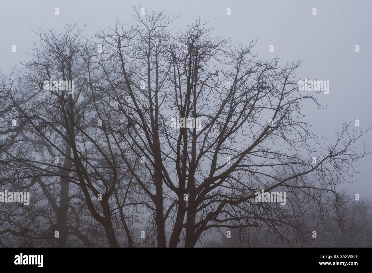 silhouette of a tree in fog Stock Photo - Alamy