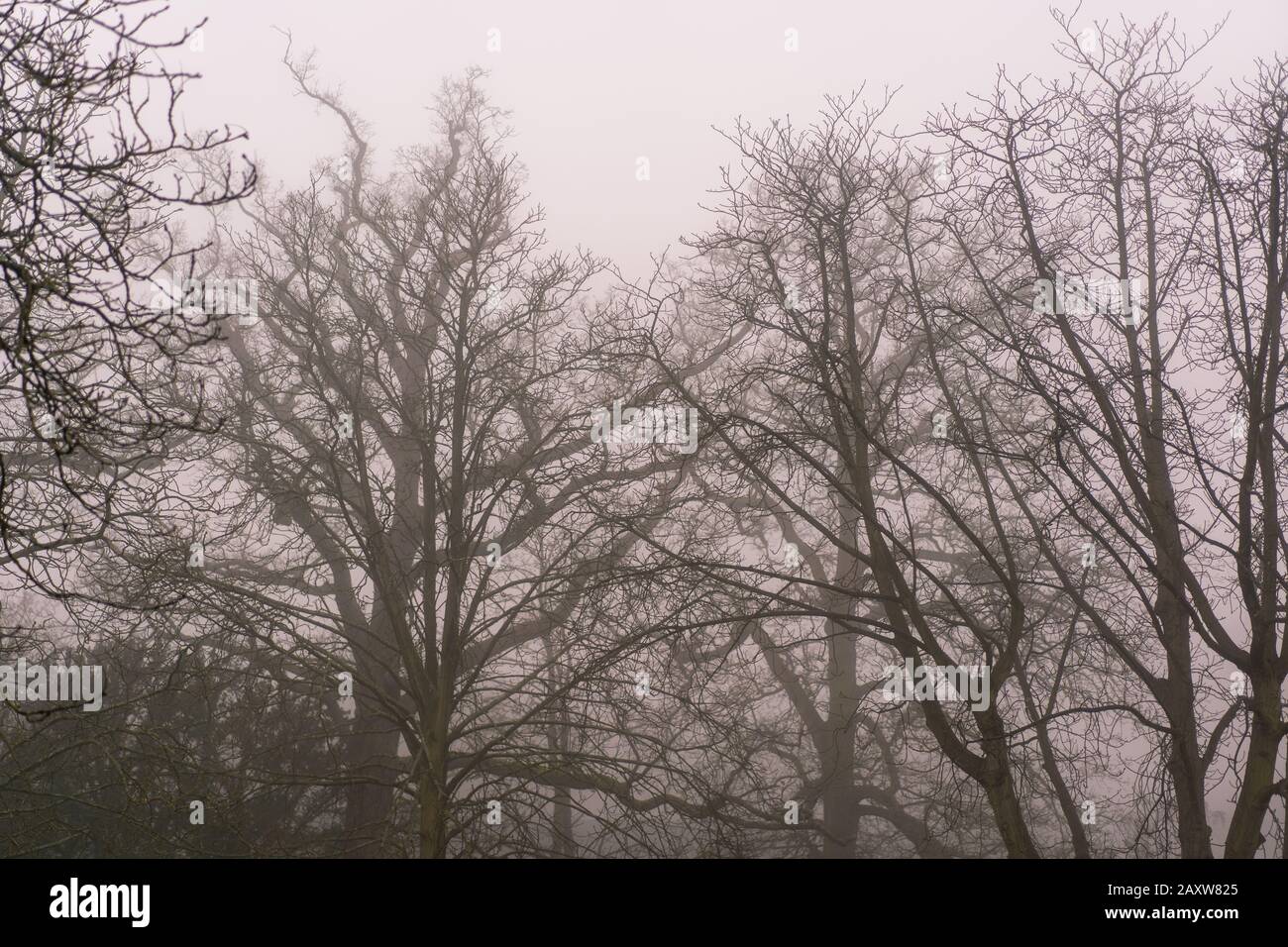 silhouette of a tree in fog Stock Photo - Alamy