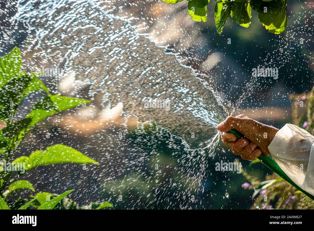 Watering plants with a hose under the sun Stock Photo Alamy