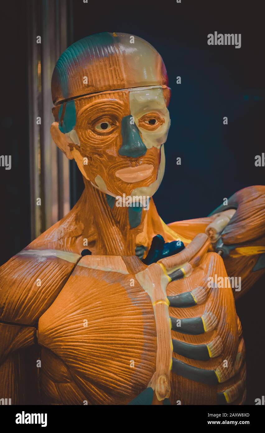 Human internal organs dummy, training dummy, detail of the uscular ...