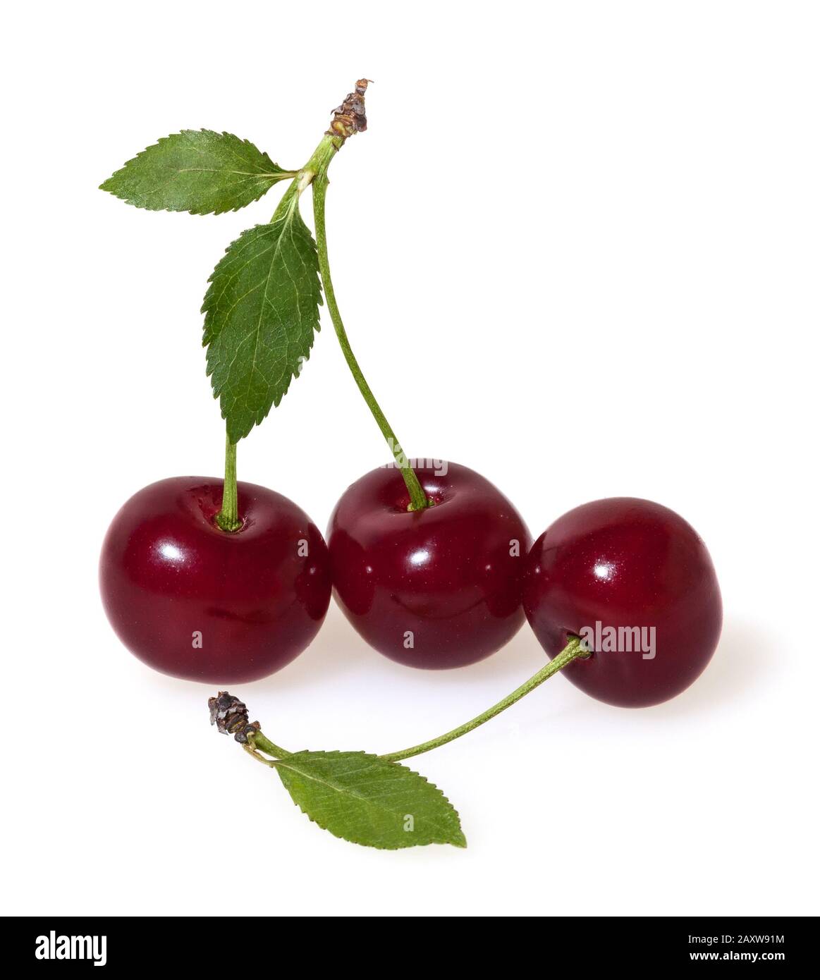 Cherries isolated on white background Stock Photo