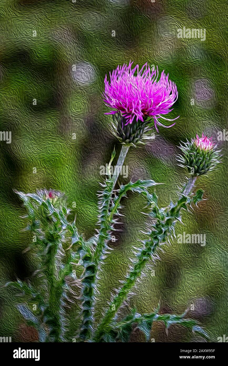 Thistle - Scotland's National Flower. Stock Photo