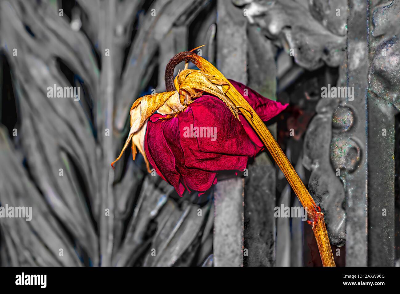 Single rose on a mausoleum gate. Stock Photo