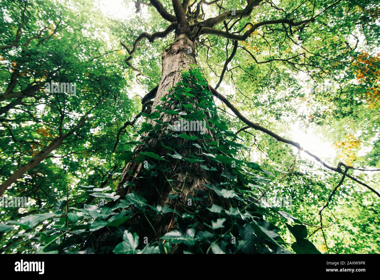 the trunk of a tree is twined with ivy in the English green forest in