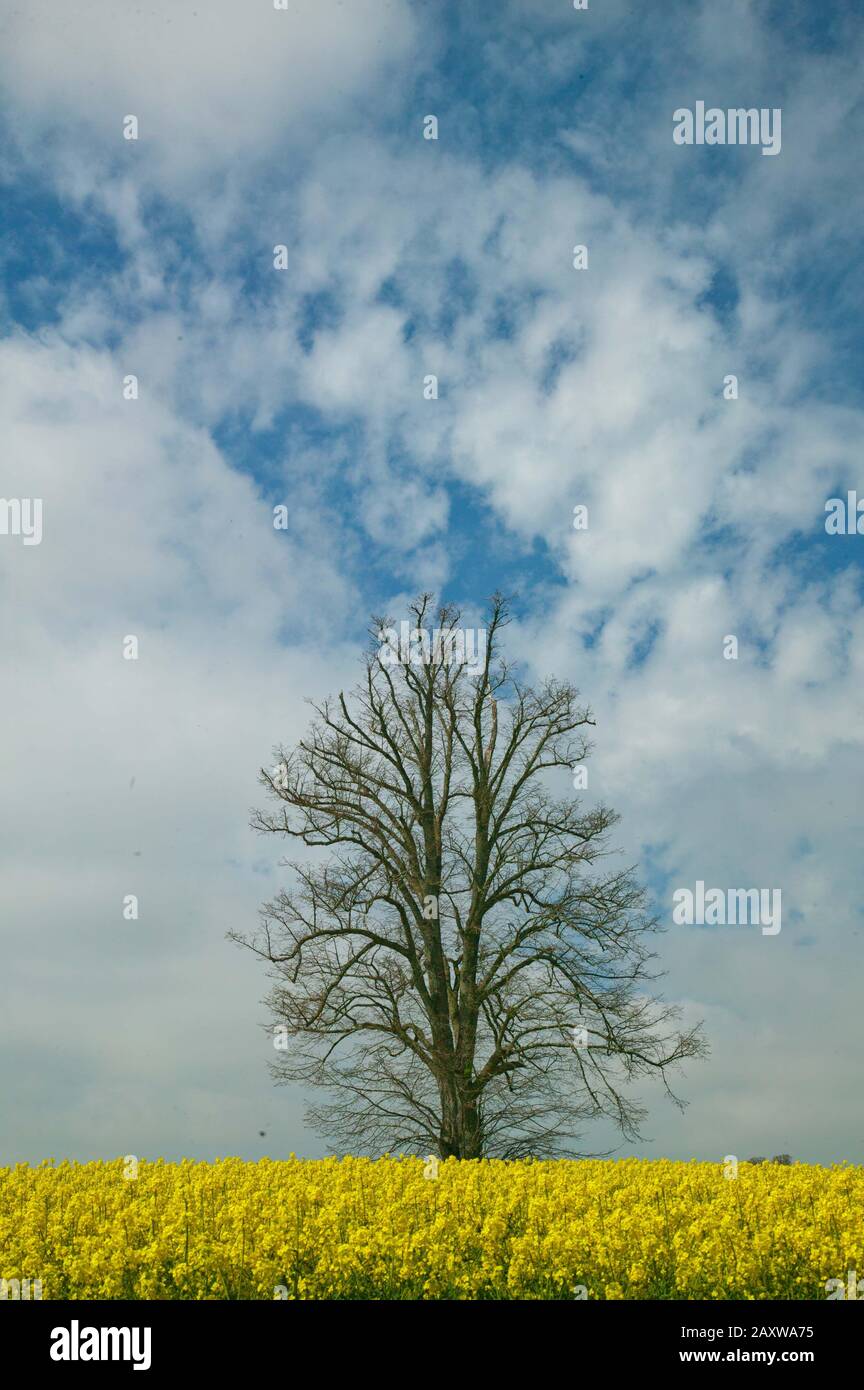 a single tall tree seen against a blue sky with white clouds and yellow ...