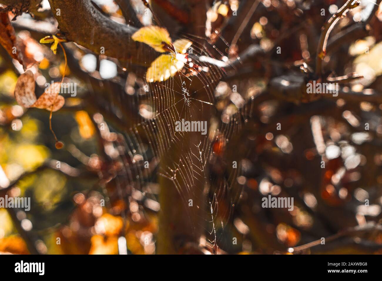 Spiders web between colorful leaves in the sun Stock Photo