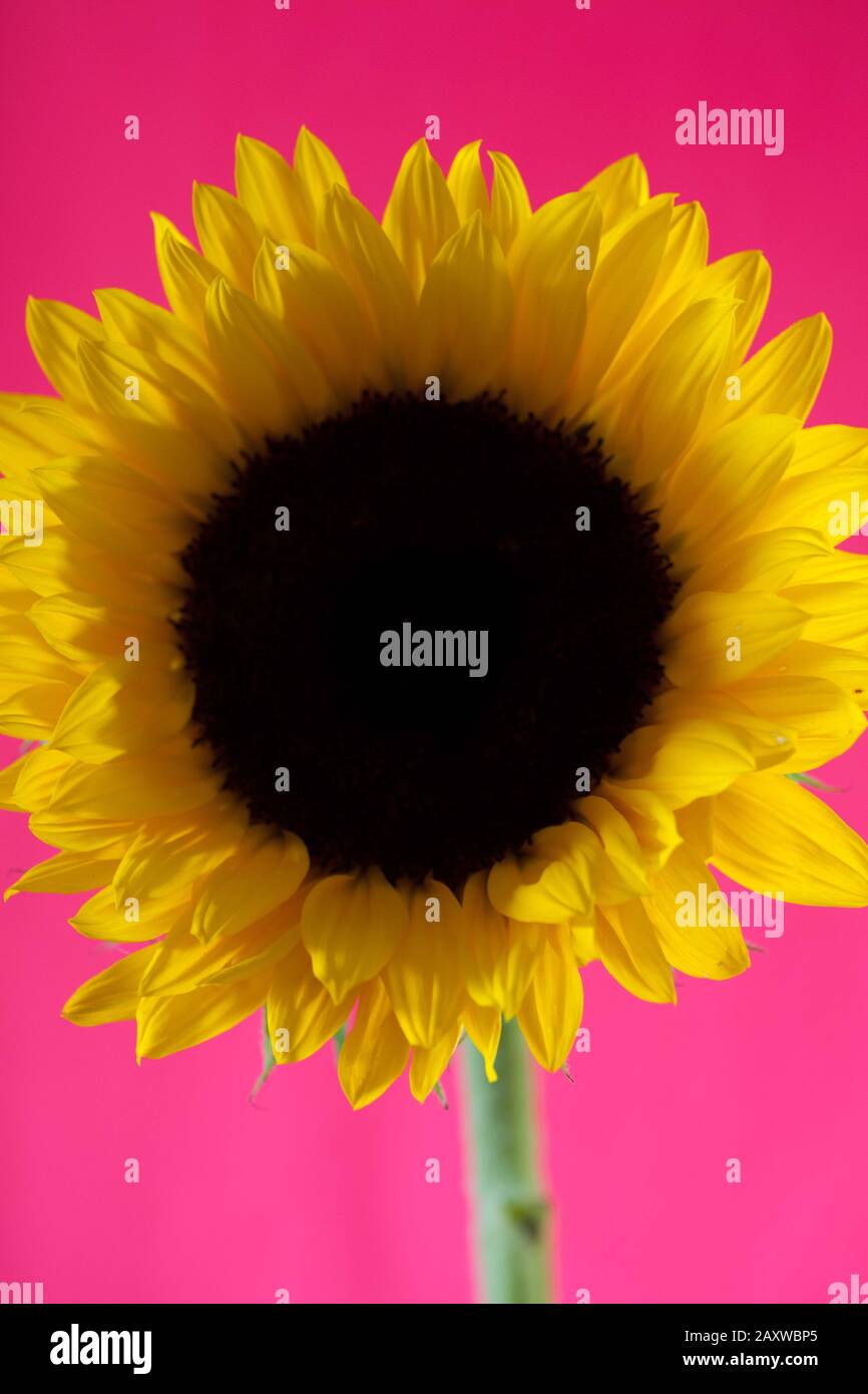 a bright colourful close up of a giant sunflower against a pink plain  background Stock Photo - Alamy
