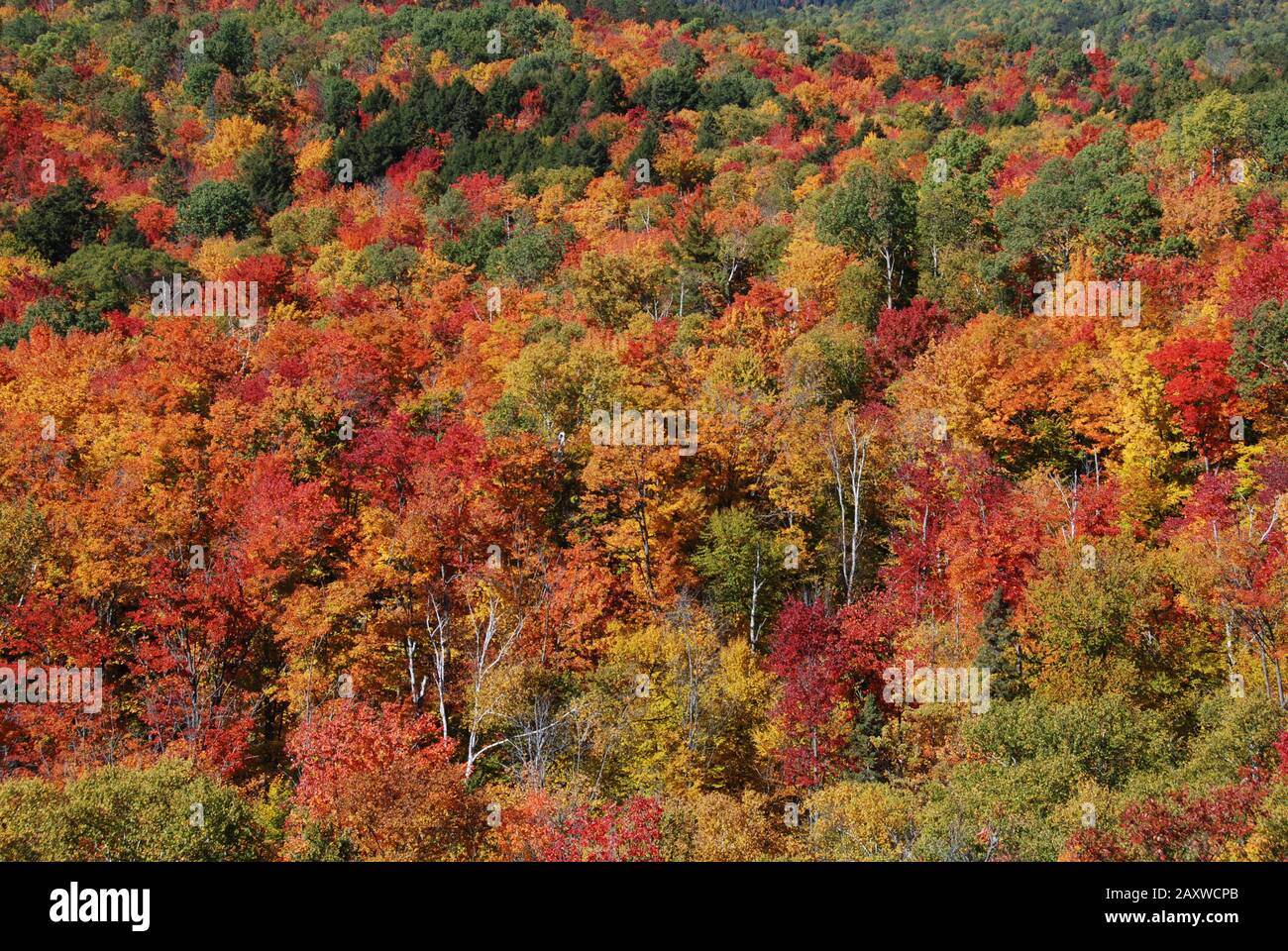 Stand of trees in Muskoka, Ontario exhibiting fall colours of red, orange, yellow Stock Photo