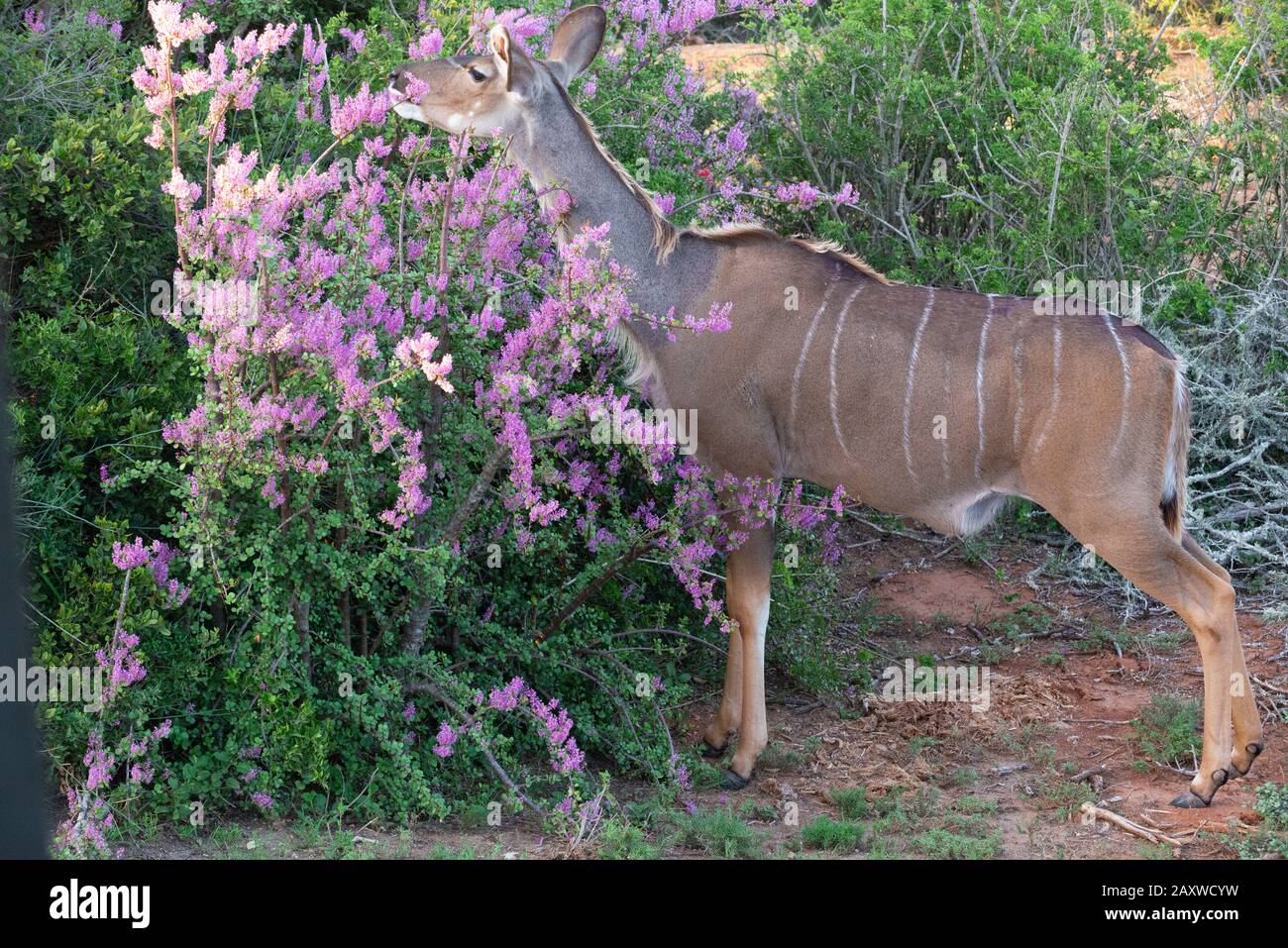 Greater Kudu grazing on Spekboom (Portulacaria Afra) a good climate change plant in the Addo Elephant National Park, Eastern Cape, South Africa Stock Photo