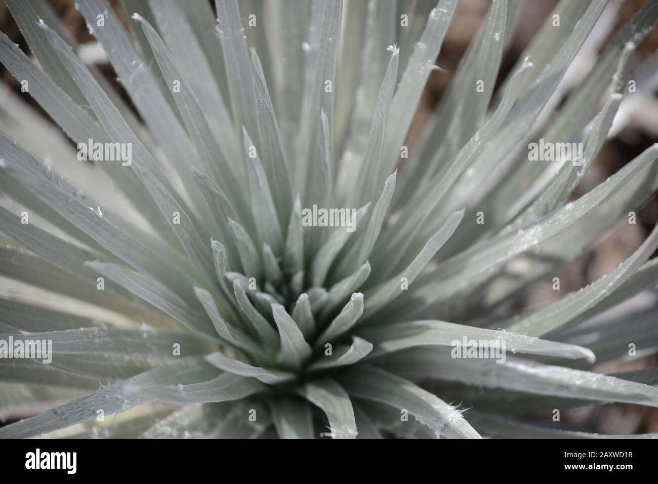 Close up of endangered silversword (Argyroxiphium) plant in Hawaii at Mauna Kea Stock Photo