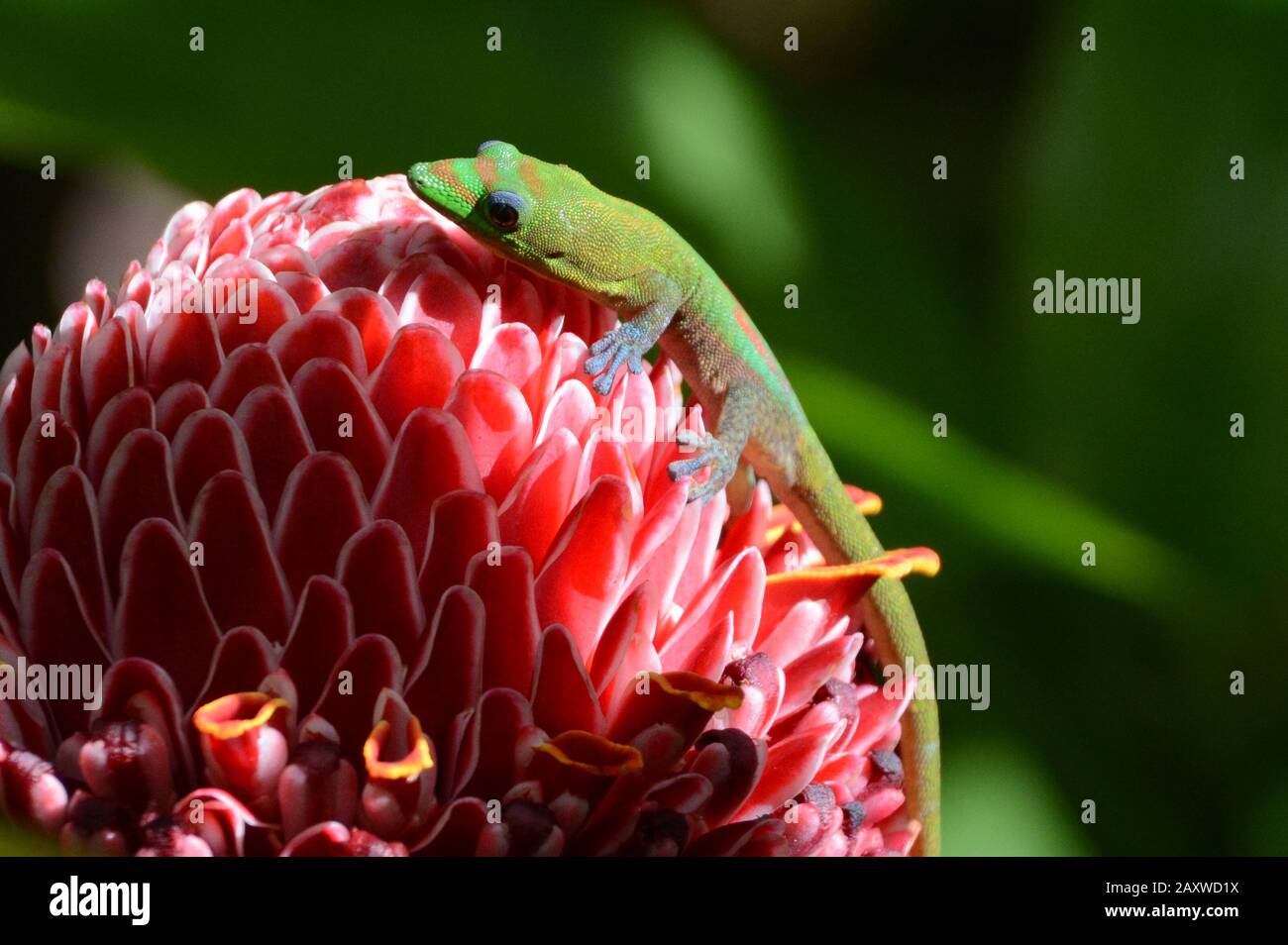 Gecko on top of a flower in Hawaii, USA Stock Photo